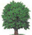 Holsworthy Tree Image